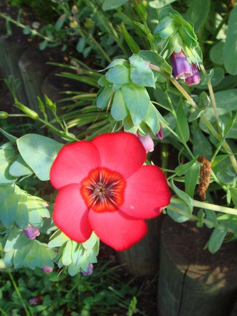 Linum grandiflorum fleur